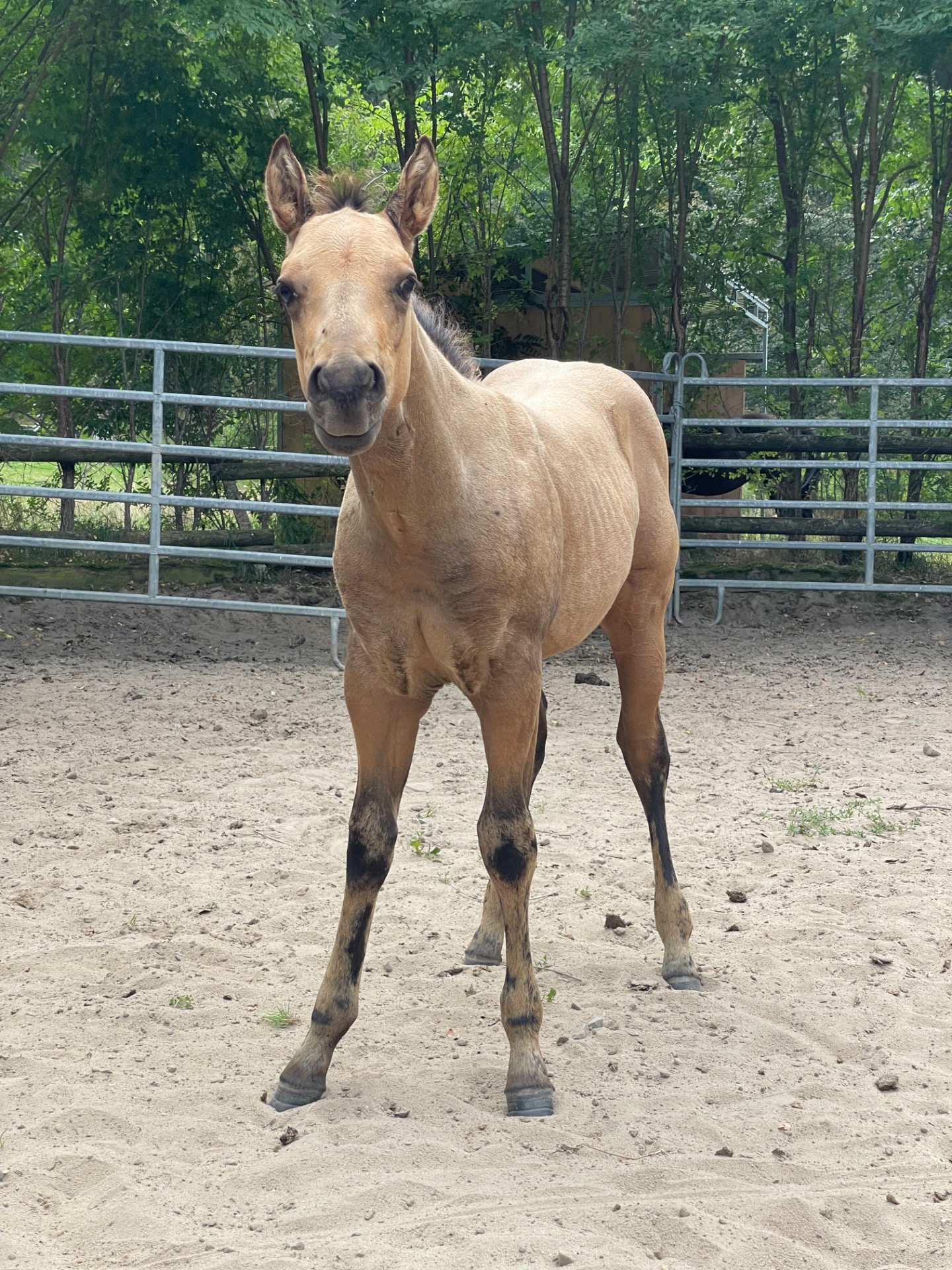 Quo Vadis Avy Hancock